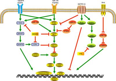 Molecular biology of pancreatic neuroendocrine tumors: From mechanism to translation